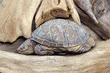 Soul Turtle : Earthen Sculpture