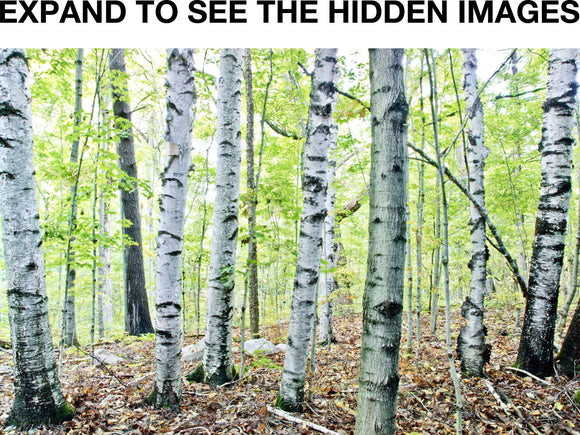 Forest for the Trees: Search & Inspire Earthprint