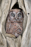 Mother Owl : Earthen Sculpture