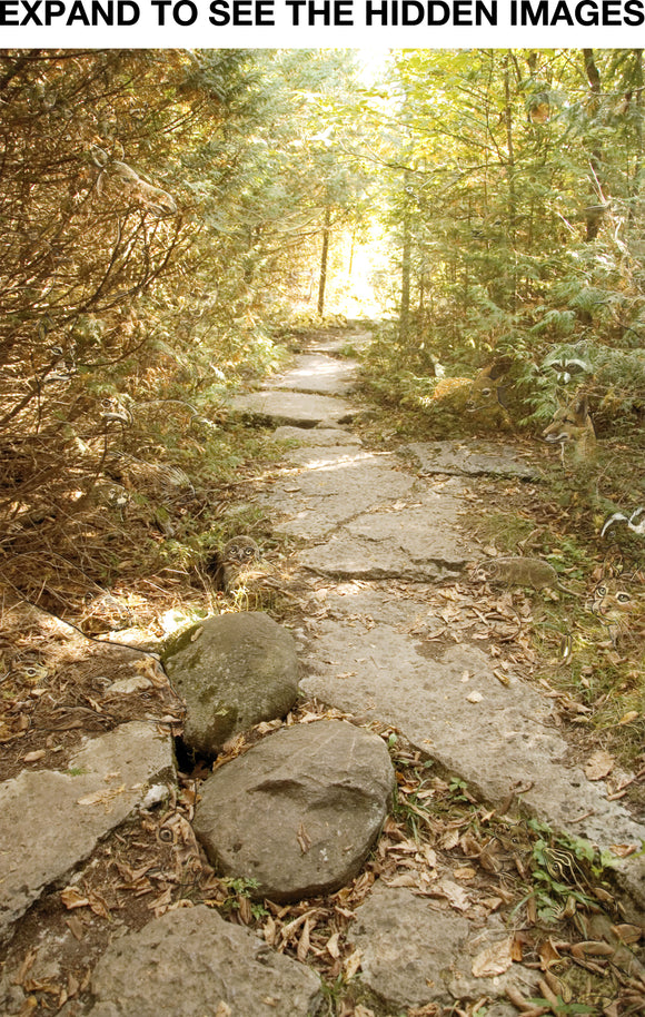 Spirit Path: Photograph of pathway minimally painted to reveal Spirit Animals.  Canadian Artist Blake Richardson